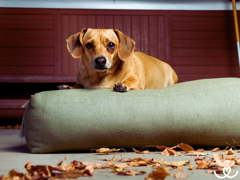 Psi-plemeno-chiweenie (2)